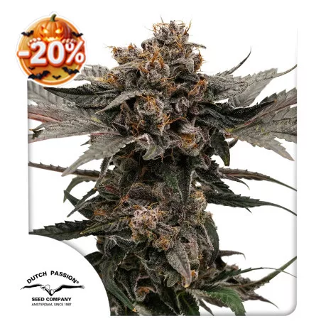 Halloween cannabis seed sale: 20% discount on Auto Slush Mint Cake