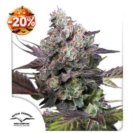 Halloween cannabis seed sale: 20% discount on Candy Bubatz XL