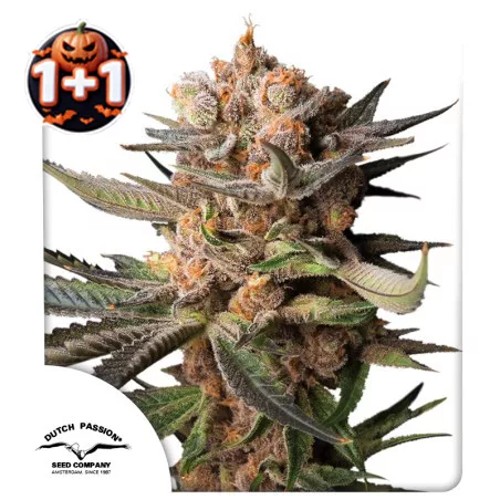 Halloween cannabis seed sale: 1+1 FREE Auto Frozen Biscotti