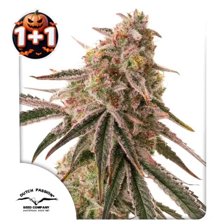 Halloween cannabis seed sale: 1+1 FREE Frozen Biscotti